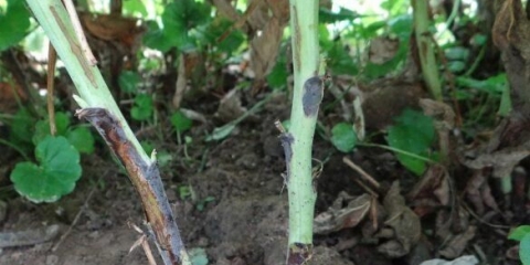 Didimela maline (ljubičasta pjegavost): kako liječiti, u proljeće, ljeto, jesen